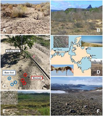 Editorial: Biological soil crusts: spatio-temporal development and ecological functions of soil surface microbial communities across different scales